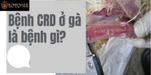 Bệnh CRD Ở Gà Là Gì? Biểu Hiện Và Cách Chữa Trị Bệnh CRD