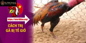 Cách Trị Gà Bị Té Gió Đi Kèm Đơn Thuốc Đặc Trị Hiệu Quả